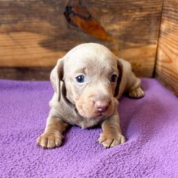 Sky - Fawn (isabella) and tan female Dachshund puppy in Marvell, Arkansas from Hat Creek Kennel