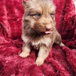 Jasper - Liver female German Shepherd puppy in Los Lunas, New Mexico from Mali's German Shepherds