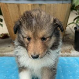 Boy 3 - Sable and white male Shetland Sheepdog puppy in Deer Island, Oregon from Conestoga Shelties