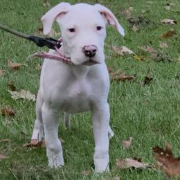 Girl 2 - White female Dogo Argentino puppy in Morgan Hill, Pennsylvania from De la Fuerza De Dios