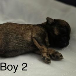 Boy 2 - Belge male Brussels Griffon puppy in Yucaipa, California from Griffs & Giggles Ranch - The Cortez Family