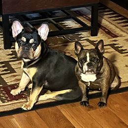 French Bulldog All Grown Up from Calamity Jane French Bulldogs