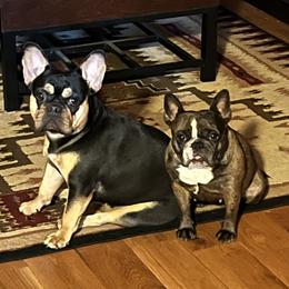 French Bulldog All Grown Up from Calamity Jane French Bulldogs