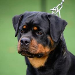 Oma - Rottweiler