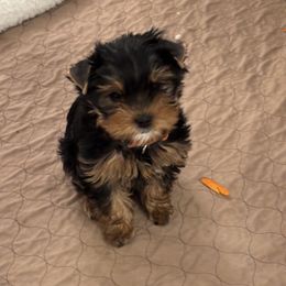 Lucy - Blue and gold female Yorkshire Terrier puppy in Portland, Oregon from Bohemian Beauty Yorkshire Terrier