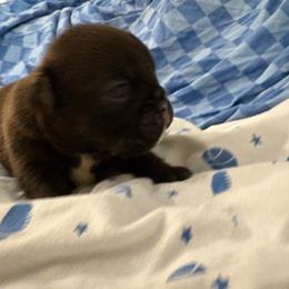 Jr mint - Black tri-color male Bulldog puppy in Wolf Creek, Oregon from Dejah Bleu Bulldogs