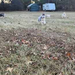 Siberian Husky Puppies from Spirit of the Moon Siberians