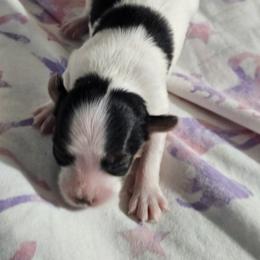 Siesta - White black and tan female Papillon puppy in Fulton, Missouri from Papillon Love