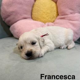 Francesca - Light golden female Golden Retriever puppy in Conroe, Texas from Tails of Cypress