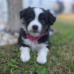 Rush - Black tri female Miniature Australian Shepherd puppy in Riverview, Florida from Kelly Pompeo