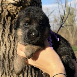 Celeste - Black and red female German Shepherd puppy in Canton, Texas from WILDWOOD GERMAN SHEPHERDS