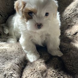Boy 3 - White Shihpoo puppy in Rockwall, Texas from Pheasant Hill Farms