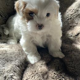 Boy 3 - White Shihpoo puppy in Rockwall, Texas from Pheasant Hill Farms