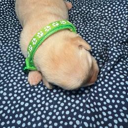 Pear - Yellow male Labrador Retriever puppy in Marietta, South Carolina from Trust in the Lord Labradors