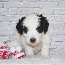 Snowflake - Tri-color male Bernedoodle puppy in Moulton, Iowa from Shondel Puppy Paws