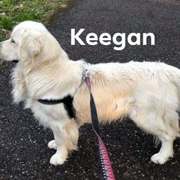 Golden Retriever All Grown Up from Earth Angel Goldens