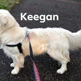 Golden Retriever All Grown Up from Earth Angel Goldens
