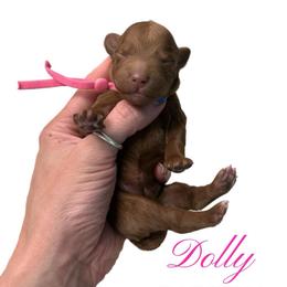 Dolly Parton - Red  female Goldendoodle puppy in Hot Springs, Arkansas from Hot Springs Kennels