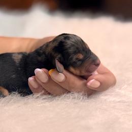 Stormy - Dapple male Dachshund puppy in Fayetteville, Arkansas from Natural State Dachshunds
