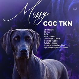 Missy - Weimaraner