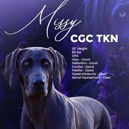 Missy - Weimaraner