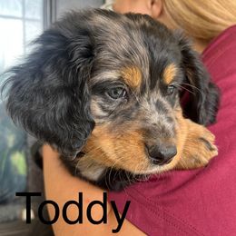 Assorted Doodle Crosses and Bernedoodle Puppies from WS Doodles