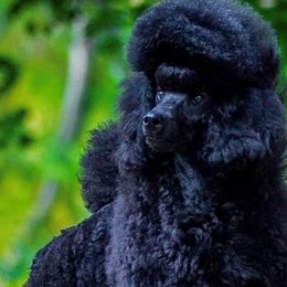 Poodles from BryMar Poodles, Chinese Crested & Russian Toys