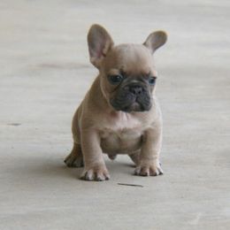 French Bulldog Puppies from Texas Top Notch Frechies