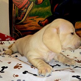 Goldie 2 (AKC REGISTRATION) - Cream female Dachshund puppy in Beaumont, California from Santa Rita Doxies