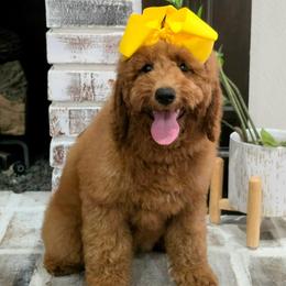 Lennon's  Yellow Girl - Red  female Goldendoodle puppy in Kountze, Texas from Texas Doodles LLC
