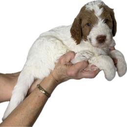 Boy 1 Chase - Parti male Goldendoodle puppy in Newark, Ohio from Valleydayle Doodles and Wheatens
