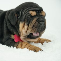 Chinese Shar-Pei, Cocker Spaniel, and Companion Cross Puppies from Mini Hippo Land