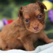 Boy 1 - Red and brown male Russian Toy puppy in Horseshoe Bend, Idaho from Nesting Dolls
