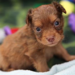 Boy 1 - Red and brown male Russian Toy puppy in Horseshoe Bend, Idaho from Nesting Dolls