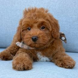 Kaylie's - RED BOY - Red  male Goldendoodle puppy in Lewisville, Texas from Texas Goldendoodle Lovers