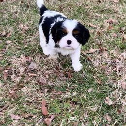 Cavalier King Charles Spaniel Puppies from Southern Valley Cavaliers