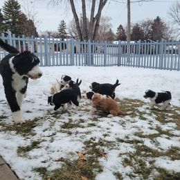 Bernedoodle Puppies from Beloved Bernedoodles of North Dakota