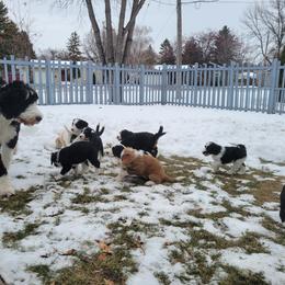 Bernedoodle Puppies from Beloved Bernedoodles of North Dakota