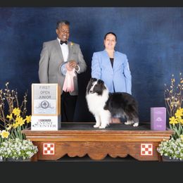 Shetland Sheepdogs from MiAmor Shetland Sheepdogs