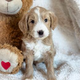 Ember - Apricot male Goldendoodle puppy in Wharton, Texas from Little Fur Friends