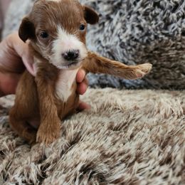 Yellow girl - Red  Goldendoodle puppy in Wellford, South Carolina from 4goldendoodles