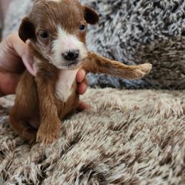 Yellow girl - Red  Goldendoodle puppy in Wellford, South Carolina from 4goldendoodles