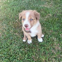 Cinnamon - Red merle female Border Collie puppy in Centerton, Arkansas from Chappell Breeding