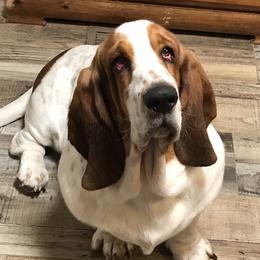 Basset Hounds from Happy Ridge Hounds
