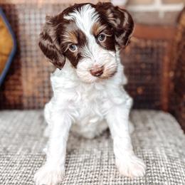 Odunze - Chocolate female Australian Labradoodle puppy in Decatur, Alabama from Southern Meadows Doodles