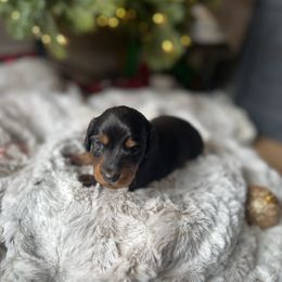 Brown - Black and tan male Dachshund puppy in Casper, Wyoming from Daisy's Doxies & Doodles