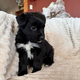 Luna - Black & white female Miniature Australian Shepherd puppy in New Hampton, Iowa from Full River Australian Shepherds