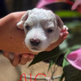 No color - White female Bichon Frise puppy in Lake Elsinore, California from Amber's Bichon Frise and Poodles