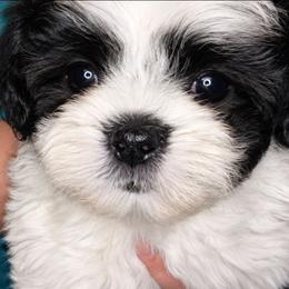 Cracker Jack - Black and white female Shichon puppy in St. Johns, Florida from Log Cabin Teddy Bears