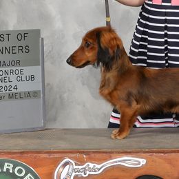 Dachshunds from Foley Dachshunds